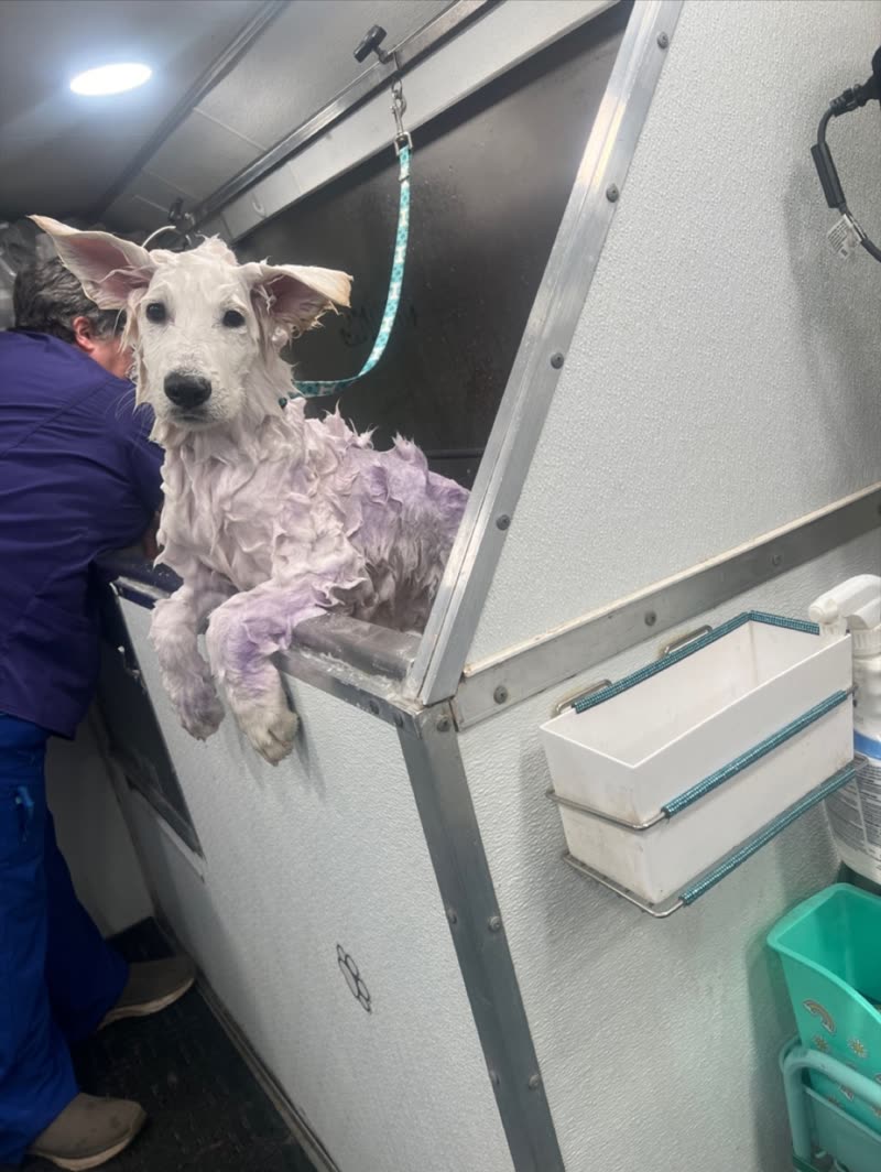 A small shaggy dog lathered in suds in the van's tub while a groomer in purple scrubs works alongside