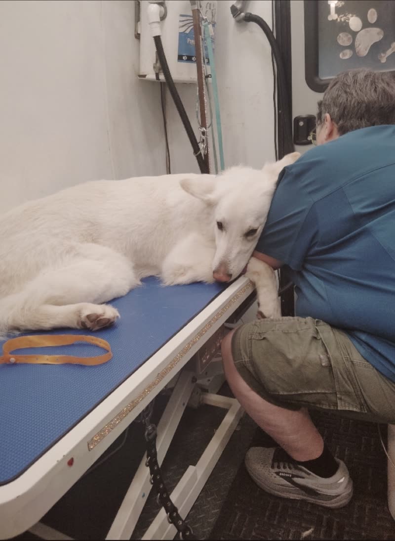 A white shepherd lying flat on the grooming table inside the van while the groomer works beside it