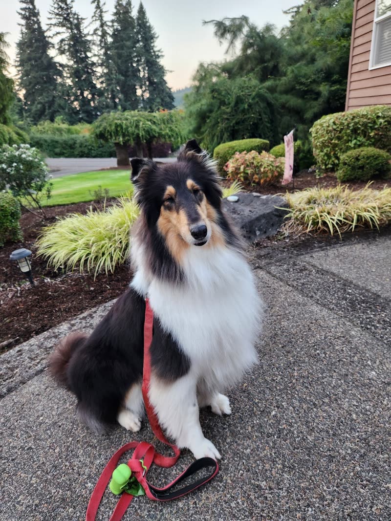 A freshly groomed tricolour rough collie sitting on a driveway outside a house