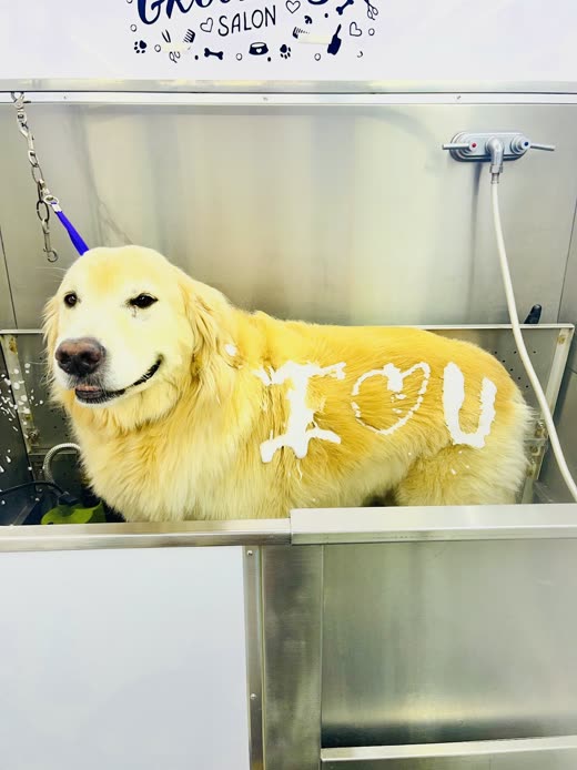 Golden retriever lying calmly in the mobile van's stainless steel tub, lathered in shampoo foam with a heart shaped into its coat