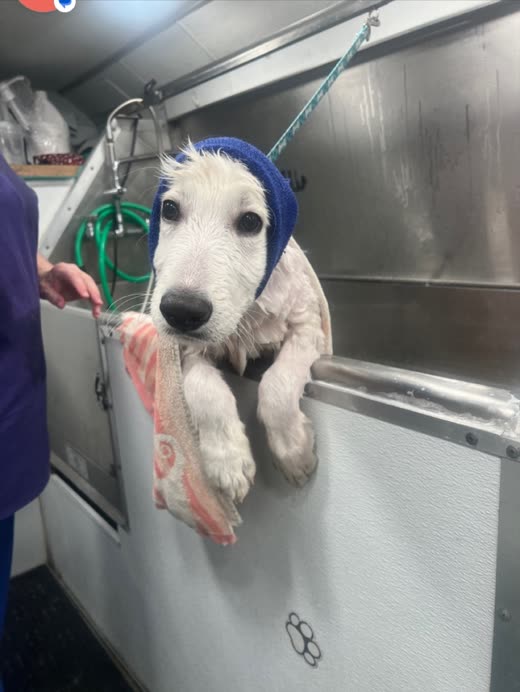 Soaking wet terrier with front paws up on the edge of the van's wash tub, wearing a blue snood