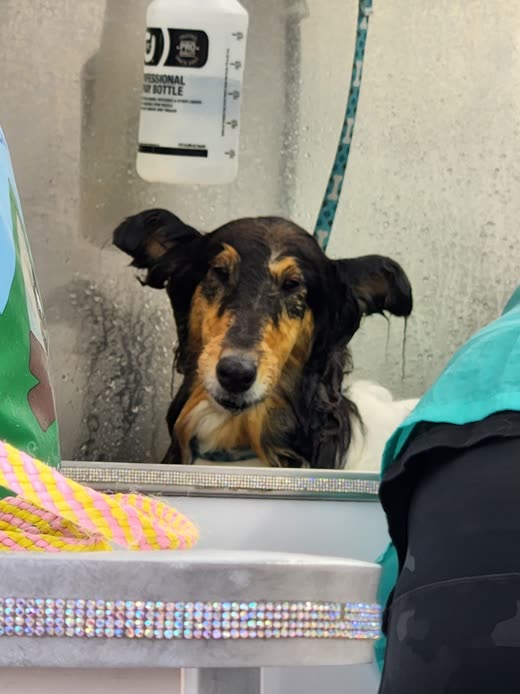 Wet black-and-tan dog standing in the van's grooming tub beside the wall-mounted shampoo dispenser