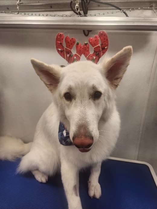 Close-up of a freshly groomed white German shepherd on the blue grooming table wearing a bandana