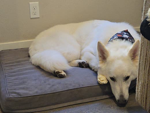 White shepherd curled up asleep on a grey dog bed after its groom